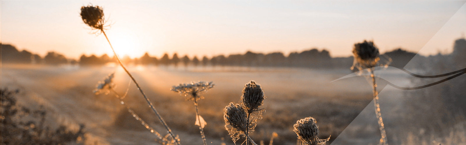 Home-header